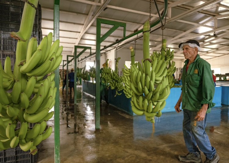 Producción bananera de La Guajira detenida por amenazas de bandas delincuenciales