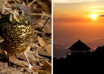 Un emocionante descubrimiento: una nueva especie de ave en la Sierra Nevada de Santa Marta