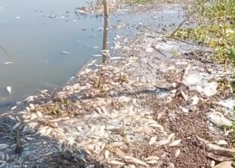 ¡Mortandad de peces en Ciénaga del Chino, Magdalena!