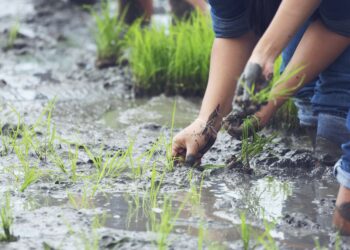 Los sistemas de drenaje serán la protección del agro para enfrentar el Fenómeno de la Niña