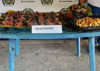 Las acciones contra la venta de carne de hicotea en el Magdalena