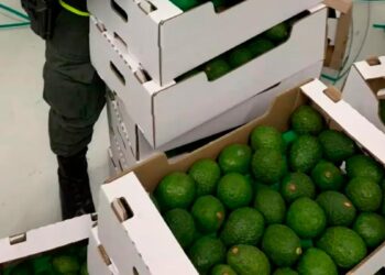 ¡Escondidos en aguacates! Incautan 1.7 toneladas de cocaína en el Puerto de Santa Marta