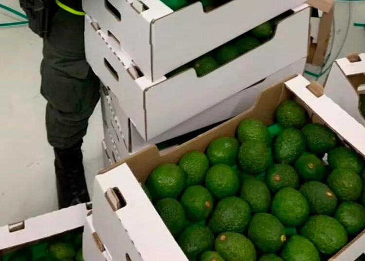 ¡Escondidos en aguacates! Incautan 1.7 toneladas de cocaína en el Puerto de Santa Marta