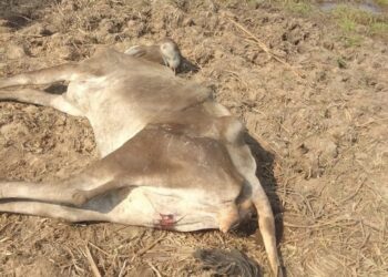 Las reses se están muriendo por falta de agua en el Magdalena: campesinos