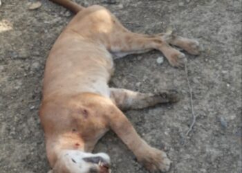 Cazadores matan Puma en Plato y Corpamag abrió proceso sancionatorio