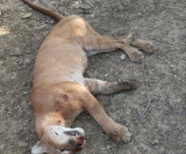 Cazadores matan Puma en Plato y Corpamag abrió proceso sancionatorio