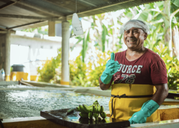 En Santa Marta abordarán problemáticas y desafíos del sector bananero en Colombia y el mundo
