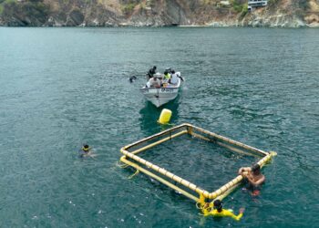 En mar de Taganga instalan primera jaula flotante para el cultivo de peces róbalos