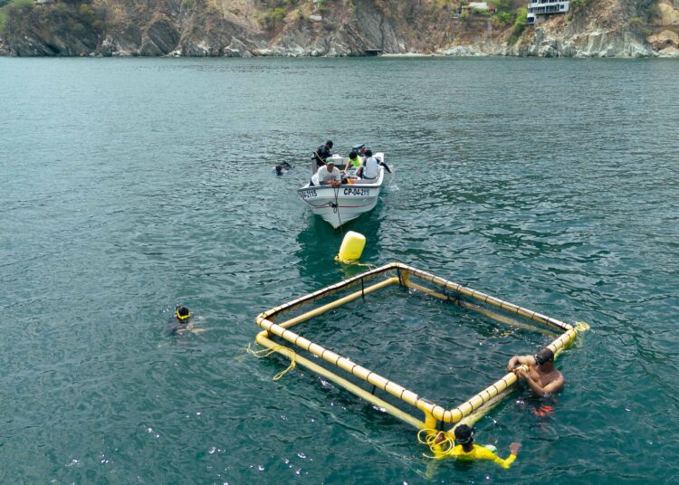 En mar de Taganga instalan primera jaula flotante para el cultivo de peces róbalos