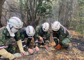 Rescatan Caimán de Anteojos atrapado en incendio del Via Parque Isla Salamanca