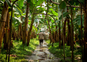 ¿Qué está pasando en Zona Bananera en materia de seguridad?