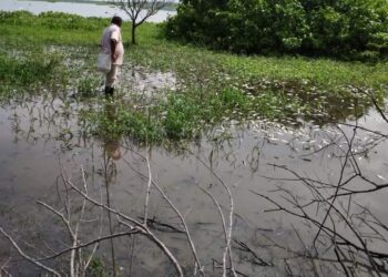 Grave mortandad de peces en la ciénaga Playa Afuera preocupa a la comunidad de Santa Ana, Magdalena