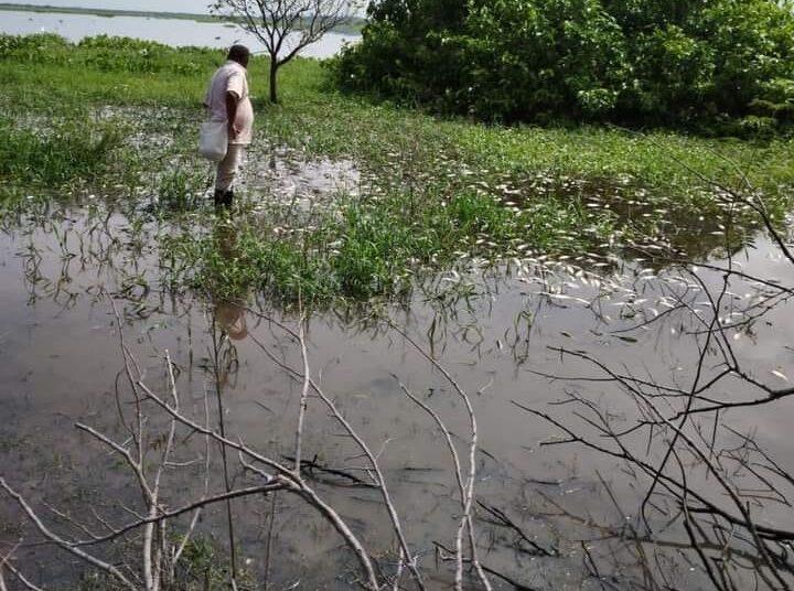 Grave mortandad de peces en la ciénaga Playa Afuera preocupa a la comunidad de Santa Ana, Magdalena