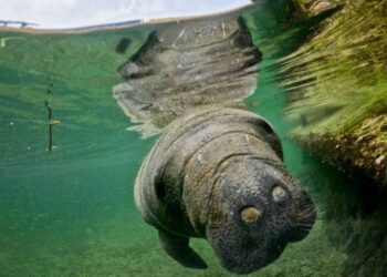 Corpamag y sus aliados comprometidos con la protección de los manatíes