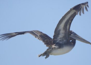 En Ciénaga Grande y sus caños, Corpamag liberó 23 animales silvestres.