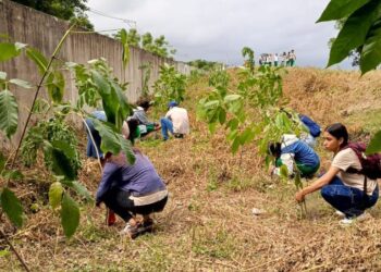 En Salamina, reforestan margen del río con 100 árboles de Ceiba, Campano y Roble