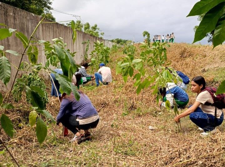 En Salamina, reforestan margen del río con 100 árboles de Ceiba, Campano y Roble