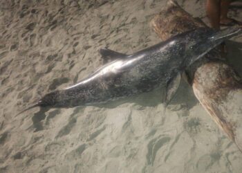 Delfín hallado en playa de Puerto Gaira murió a causa de brucelosis