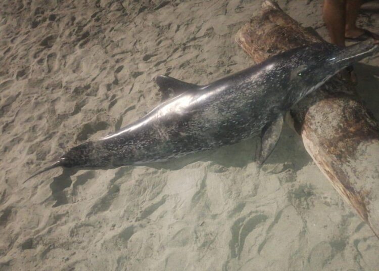 Delfín hallado en playa de Puerto Gaira murió a causa de brucelosis