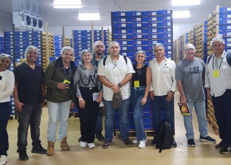 Tratan de llevar el mango del Magdalena hasta el Perú