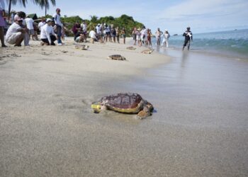 En una playa del área rural de Santa Marta liberaron 79 tortugas marinas