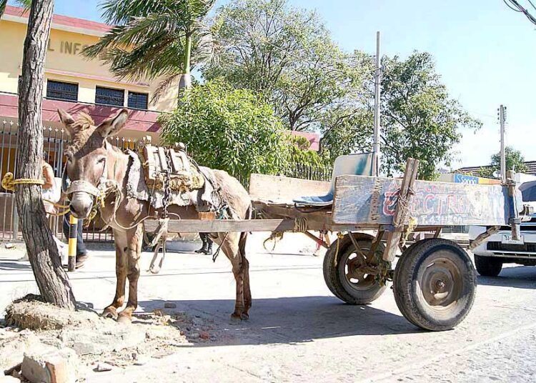 Preocupación en Santa Marta por posible llegada de carromulas tras la prohibición en Barranquilla
