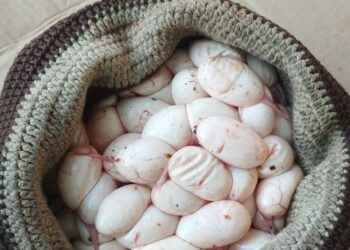 En Plato y El Retén, Corpamag y Policía frenan tráfico ilegal de huevos de iguana