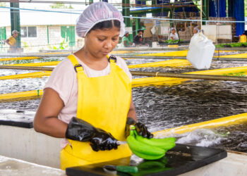 Más de 7,000 empleos en el Magdalena y La Guajira en riesgo por aranceles en el sector bananero