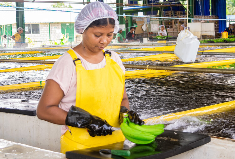 Más de 7,000 empleos en el Magdalena y La Guajira en riesgo por aranceles en el sector bananero