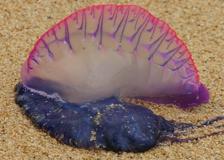 ¡Cuidado con las fragatas portuguesas! Estas son las recomendaciones