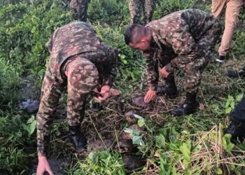 ¡Golpe al comercio ilegal de animales!: 200 hicoteas y 100 babillas se salvaron de ser consumidas