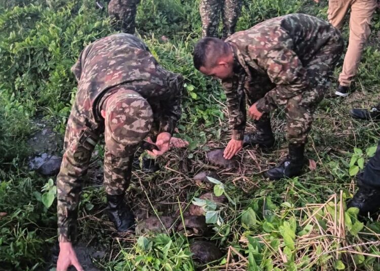¡Golpe al comercio ilegal de animales!: 200 hicoteas y 100 babillas se salvaron de ser consumidas