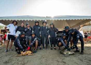 Liberan 67 tortugas marinas en conmemoración del Día Mundial de los Océanos