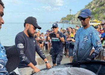 En playa de Inca Inca liberan 6 tiburones y 8 mantarrayas