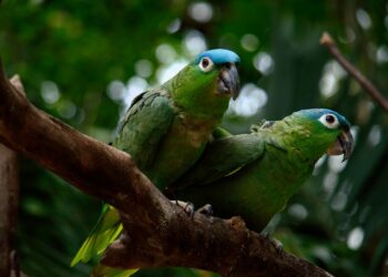 Multa de casi $400.000 por tener un loro en casa, advierten autoridades