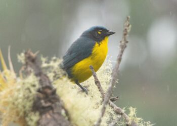 Contribución al monitoreo mundial de aves con registros claves desde la Sierra Nevada