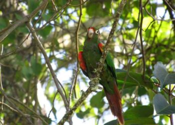 Nidos artificiales en Sierra Nevada para conservar especie de ave amenazada