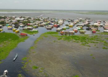 Corpamag hace llamado al Gobierno para enfrentar planta invasora en Ciénaga Grande