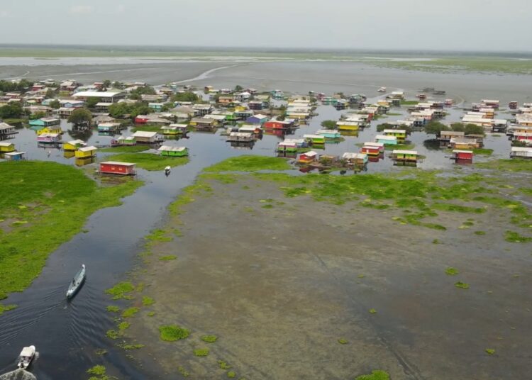 Corpamag hace llamado al Gobierno para enfrentar planta invasora en Ciénaga Grande