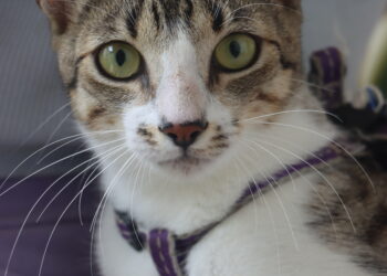 Colombia redefine el hogar con menos nacimientos y más mascotas