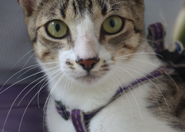 Colombia redefine el hogar con menos nacimientos y más mascotas