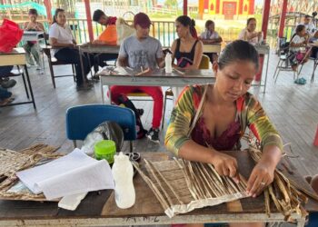 La Taruya, de planta invasora a alternativa económica para habitantes de la Ciénaga Grande