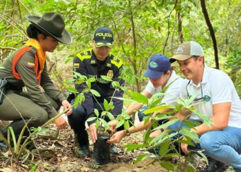 30.800 árboles ha sembrado Corpamag para restauración de ecosistemas