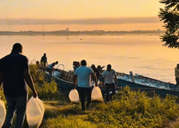 Concordia avanza en el repoblamiento de la Ciénaga con 400.000 alevinos de bocachico