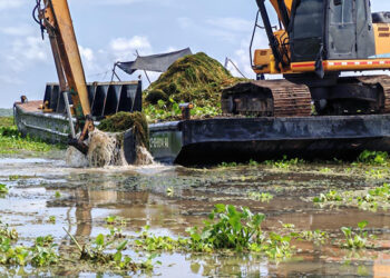 Finaliza piloto de remoción de la especie invasora Hydrilla y avanza a fase manual en la Ciénaga Grande de Santa Marta
