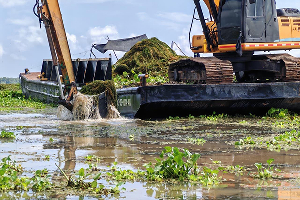 Finaliza piloto de remoción de la especie invasora Hydrilla y avanza a fase manual en la Ciénaga Grande de Santa Marta