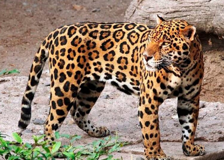 Corpamag fortalece monitoreo del jaguar y la fauna silvestre en los bosques de Minca y Sierra Nevada