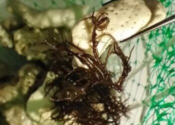 Algas marinas de Santa Marta inspiran innovadoras mascarillas faciales hidratantes de origen natural