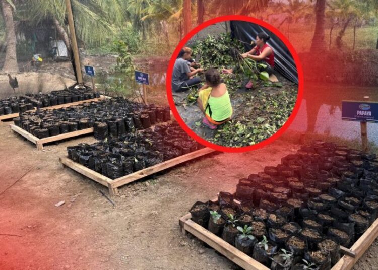 Corpamag impulsa proyecto productivo comunitario para fortalecer la recuperación de la Ciénaga Grande de Santa Marta