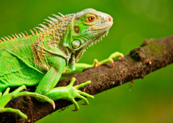 Autoridades intensifican operativos contra caza ilegal de iguanas en el Magdalena tras decomiso de 122 huevos